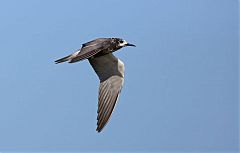 Black Tern